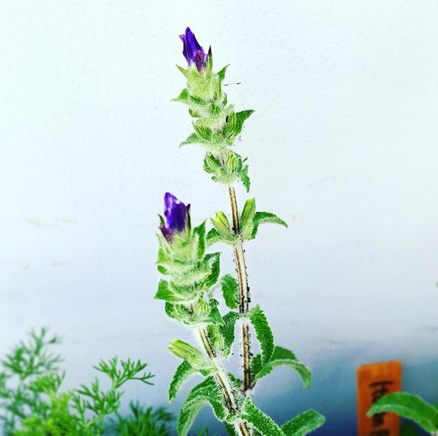 そしてセージの花も咲きました！毎日なでなでしたくなる〜。🤗 #herbs #ハーブティー専門店 #セージ #浄化 #心の洗濯 #花 #frower #咲いたよ (Instagram)