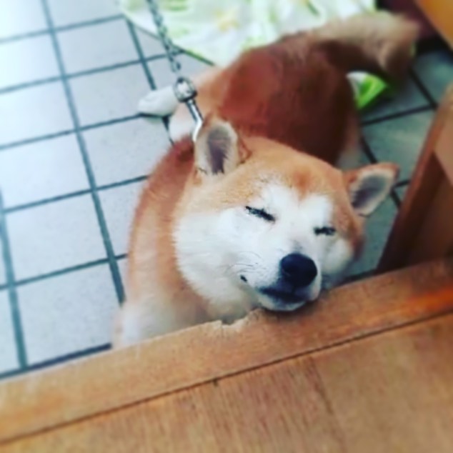 本気で寝てる😴zzzz#犬 #愛犬 #熟睡 #アゴ乗せ犬 #いぬすたぐらむ (Instagram)