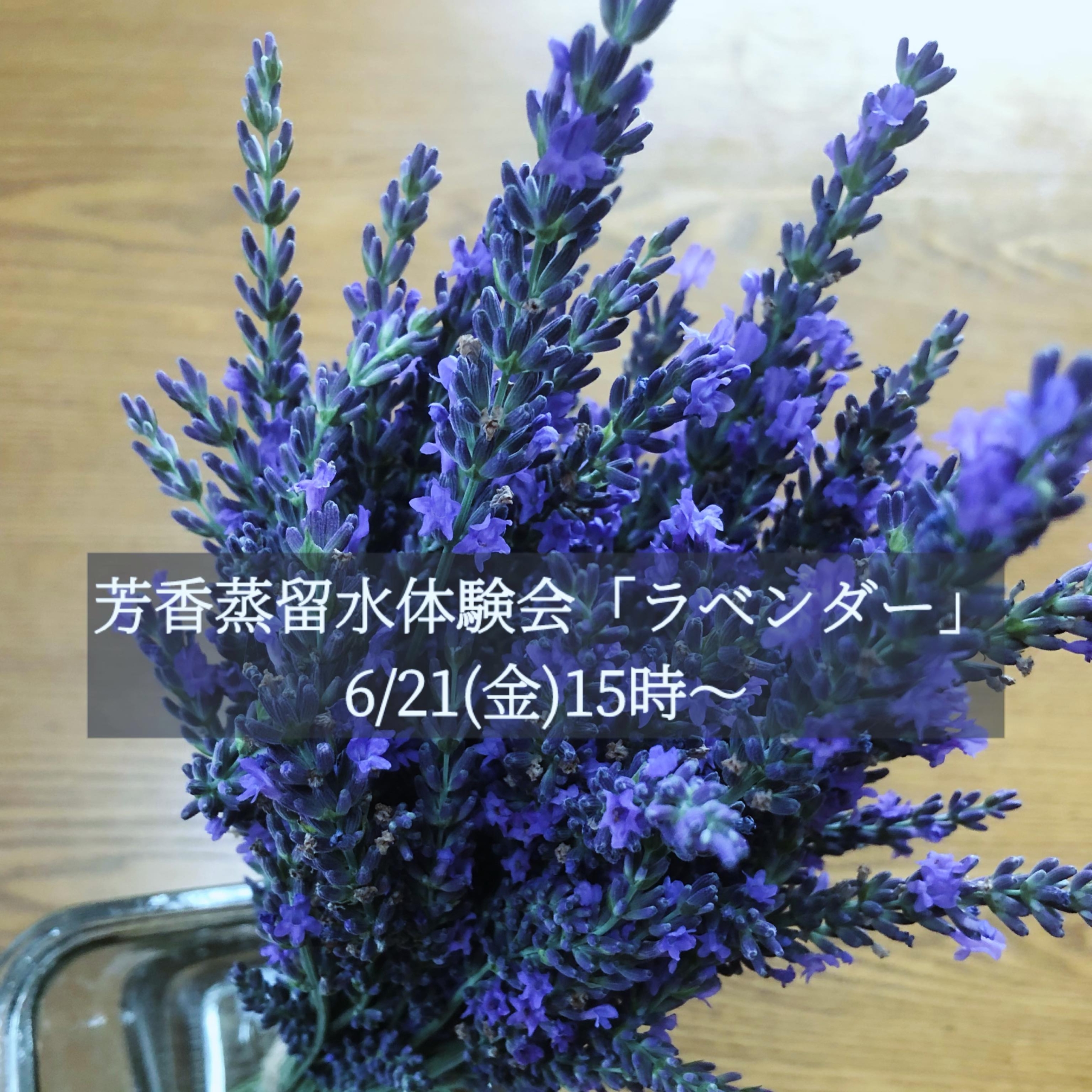 とってもとっても急なんですが…明日ラベンダーの芳香蒸留水体験会をやります。お時間は15時〜です。初参加の方、是非お時間ありましたらいらしてください。リピーターの方は化粧水のお取り置きが可能です。いつも突然ですがごめんなさい‍♀️‍♀️‍♀️【内容】初参加の方・芳香蒸留水（化粧水）：約80ml:1500円・蒸留水50ml追加：＋1000円・ジェル30ml追加：+800円リピーターの方・芳香蒸留水（化粧水）：約80ml:2000円(保湿剤はご来店時にお好きな量を追加できます)️お申し込みはInstagramメッセージまたはホームページカートから🛒お願い致します。詳細は @cafe.hanoen ハイライトから#芳香蒸留水 #ハイドロゾル #フラワーウォーター#ワークショップ#上尾#ハーブのある暮らし