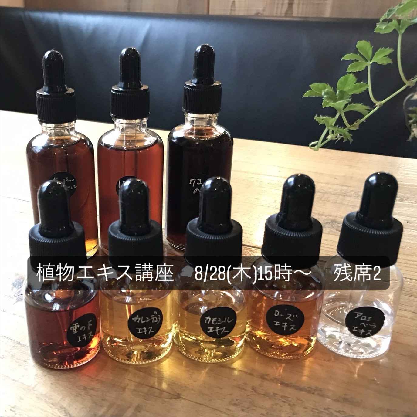 🗒️来週の木曜日、リクエストがありましたので久しぶりに「植物エキス講座」開催します。残り2席ほど空きがありますので、タイミング合う方がいらっしゃいましたら、 DMにてお申し込みください。※1回完結型ですので次回は未定です。リクエスト2名様以上でご希望に合わせて開催可能です。@cafe.hanoen ホームページのワークショップからも詳細&お申し込みいただけます。ぜひチェックしてみてくださいね。#植物エキス